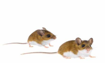 Upcoming Events – Mouse Races!